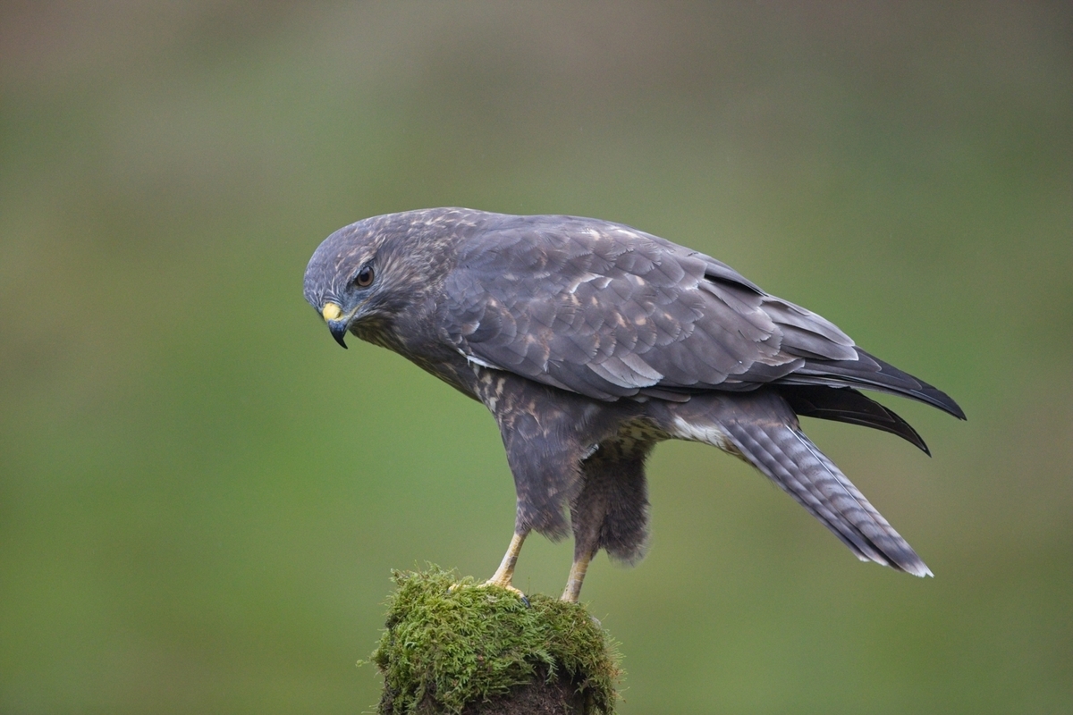 Buzzard - John Hughes - Commended